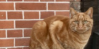 Klassiek concert in De Baarsjes voor katten