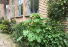 Gratis geveltuin mét planten