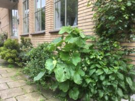 Gratis geveltuin mét planten