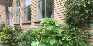 Gratis geveltuin mét planten