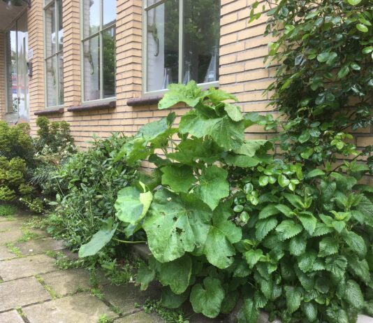 Gratis geveltuin mét planten