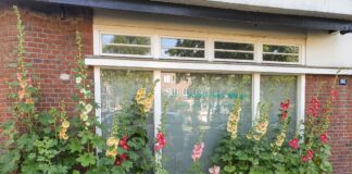 De stokrozen zijn er weer, een stuk later dan vorig jaar