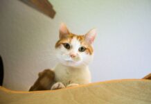 Dierenasiel DOA vangt meer verwaarloosde dieren op sinds coronacrisis