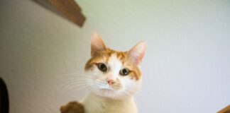 Dierenasiel DOA vangt meer verwaarloosde dieren op sinds coronacrisis