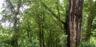 Noodkap zieke iepen Spaarndammerdijk en Erasmuspark