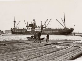 Drijvende boomstammen in Houthaven