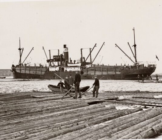 Drijvende boomstammen in Houthaven