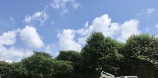 Grote iep Westerpark gekapt, ondanks protest