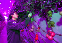 IBM-fabriek in Nieuw-West wordt high tech groentenkwekerij