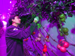 IBM-fabriek in Nieuw-West wordt high tech groentenkwekerij