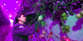 IBM-fabriek in Nieuw-West wordt high tech groentenkwekerij