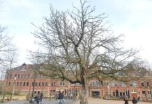 Bewoners kunnen bomen kiezen die bescherming verdienen