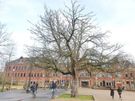 Bewoners kunnen bomen kiezen die bescherming verdienen