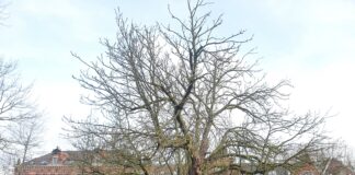 Bewoners kunnen bomen kiezen die bescherming verdienen