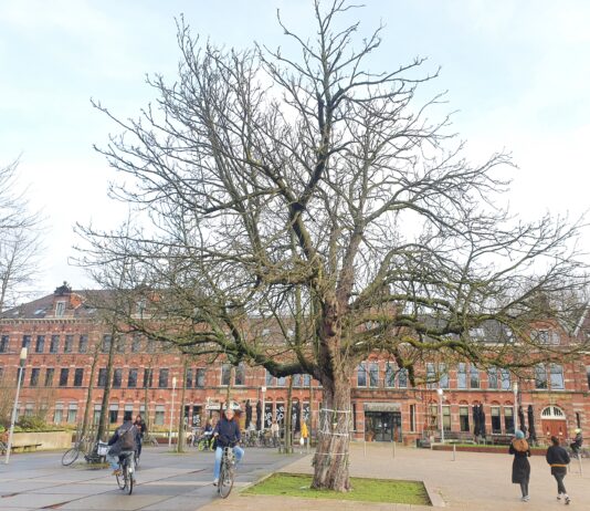 Bewoners kunnen bomen kiezen die bescherming verdienen