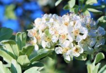 Gratis bomen scoren voor de buurt
