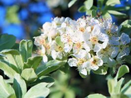 Gratis bomen scoren voor de buurt