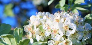 Gratis bomen scoren voor de buurt