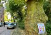Actie voor behoud grote bomen in Zaanstraat
