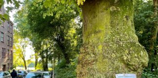 Actie voor behoud grote bomen in Zaanstraat