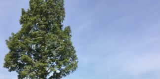 Geen plek voor Nieuw-West in magazine I Amsterdam