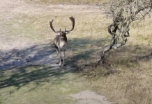 Dierenambulance vindt gestroopt hert in Westerpark