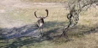 Dierenambulance vindt gestroopt hert in Westerpark