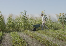 Crowdfunding voor aankoop Lutkemeerpolder als ‘voedselpark’