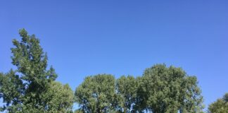 Plan voor meer bomen en natuur in Erasmuspark