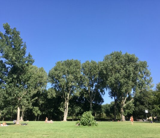 Plan voor meer bomen en natuur in Erasmuspark