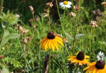 Zó kan Slotervaart een bloemen- en bijenparadijs worden
