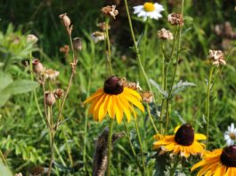 Zó kan Slotervaart een bloemen- en bijenparadijs worden