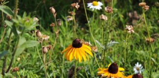 Zó kan Slotervaart een bloemen- en bijenparadijs worden
