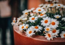 Gratis kinderworkshop BOLO ‘Pimp je bloempotje!’