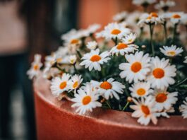 Gratis kinderworkshop BOLO ‘Pimp je bloempotje!’