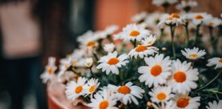 Gratis kinderworkshop BOLO ‘Pimp je bloempotje!’