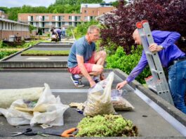 Schuurdaken veranderen in groene daktuintjes