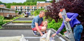 Schuurdaken veranderen in groene daktuintjes