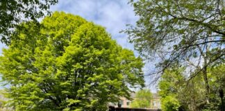 Ikaria met Grieks eten naar Bilderdijkpark