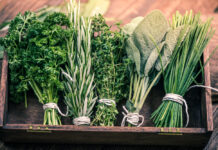 Via ‘Buurtkruid’ delen BoLo-bewoners verhalen over kruiden