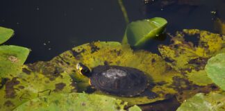Leuk, zo’n schildpad in de sloot. Of toch niet?
