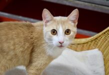 Gratis je huisdier chippen bij dierenasiel DOA