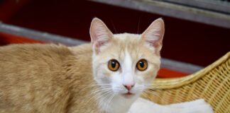 Gratis je huisdier chippen bij dierenasiel DOA