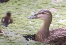 Waarom eendenkroos niet goed is, en je het dus moet opharken