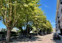 Stadsdeel West gaat 81 oudere bomen kappen