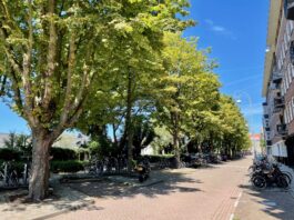 Stadsdeel West gaat 81 oudere bomen kappen