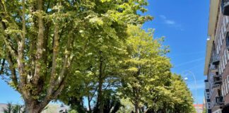 Stadsdeel West gaat 81 oudere bomen kappen