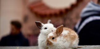 Asiels overspoeld met konijnen