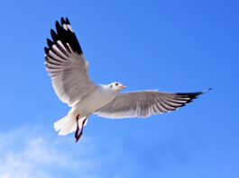 BoLo-bewoners klaar met meeuwenherrie: ‘Ik word er knettergek van’