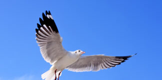 BoLo-bewoners klaar met meeuwenherrie: ‘Ik word er knettergek van’